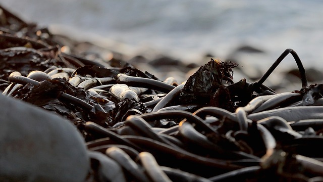 move kelp after a storm