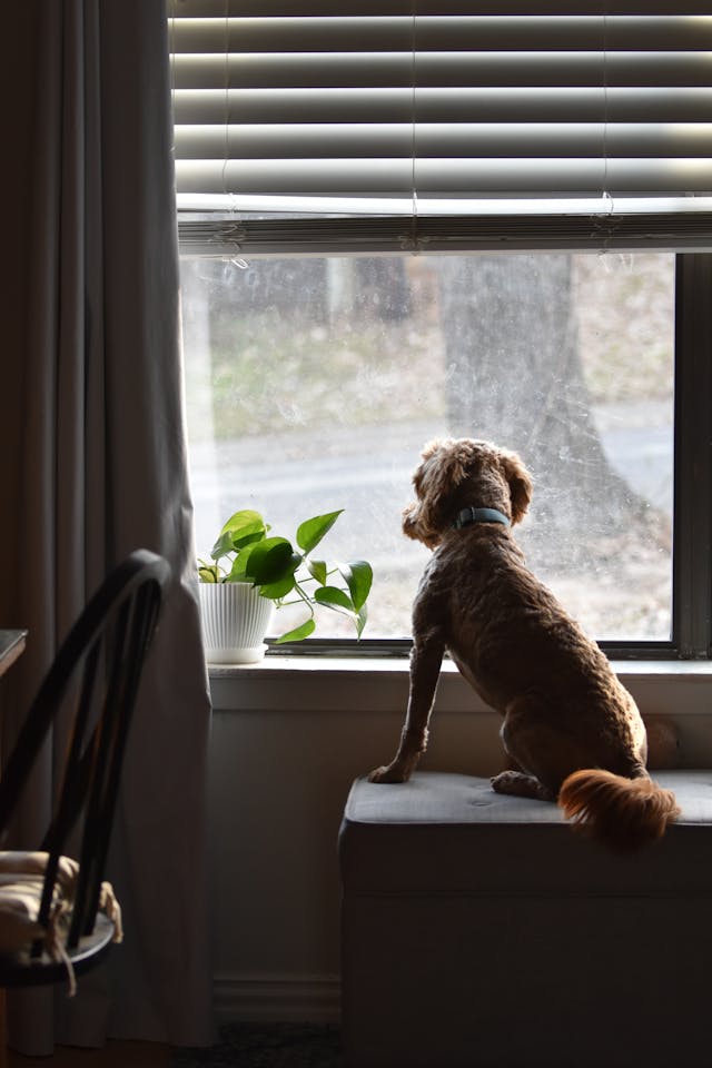 how to remove levolor cellular blinds