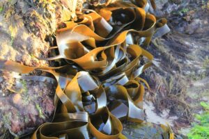 Read more about the article 7 Effective Ways to Safely Move Kelp After a Storm